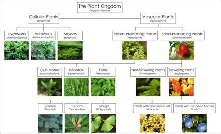 The Optimization of Classification - Montessori for Everyone Blog | Plant classification ...