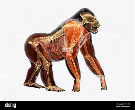 Illustration, anatomy of Gorilla (Gorilla gorilla Stock Photo - Alamy