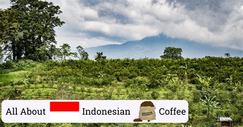 Everything About Indonesian Coffee | The 9 Best Indonesian Coffee Beans