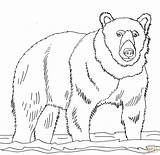 Free Printable Bear Coloring Pages sketch template