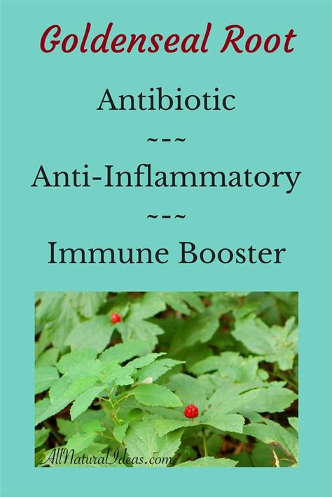 Goldenseal Root an Alternative Antibiotic | All Natural Ideas