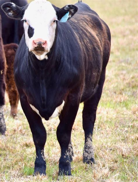 25 Crossbred Bred Heifers - Angus - Black Baldy For Sale in Mounds, Oklahoma | LivestockMarket.com