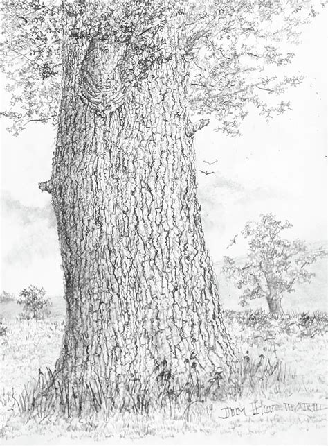 BIG tree Drawing by Jim Hubbard - Fine Art America