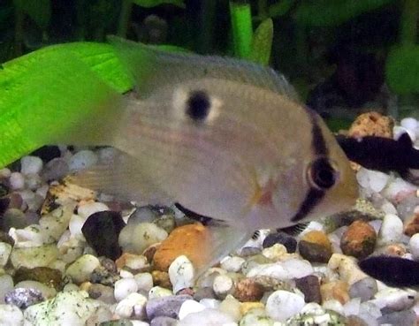 Keyhole cichlid Care Guide: Diet, Tank Mates, Diseases, Breeding & More