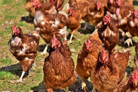 Top 50 Poultry Farming Tips, Ideas, and Techniques