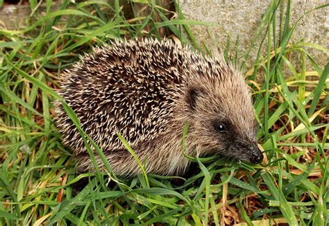 European Hedgehog Breeding Biology - Dispersal & Maturity | Wildlife Online