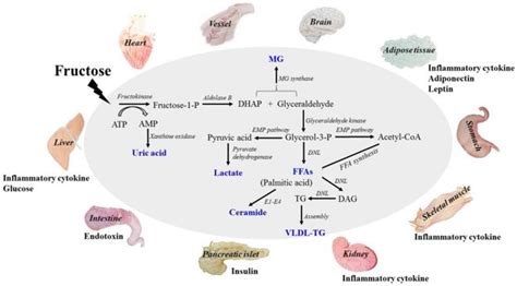 What and How Your Body Metabolises Sugar - Glucose and Fructose