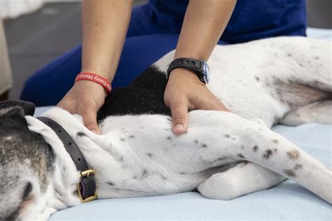 Massage Therapy and Body Work for your Pet | Healing Paws Center