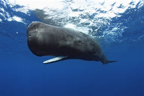 Whales: Giants of the Deep | California Academy of Sciences