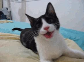 Cute Cat Smiling Gif