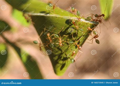 Green Ants Oecophylla Smaragdina Nest in a Tree Stock Image - Image of ...