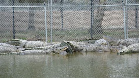 Simply Snapped For Your Enjoyment: Wooten's Alligator Farm