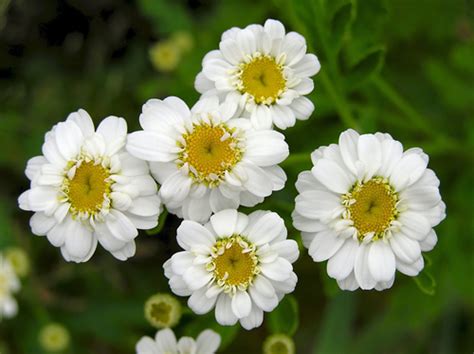 Feverfew extract – NutraWiki