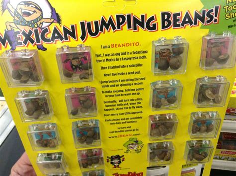 One Small Leap: The Enduring Appeal of Mexican Jumping Beans | Mental Floss