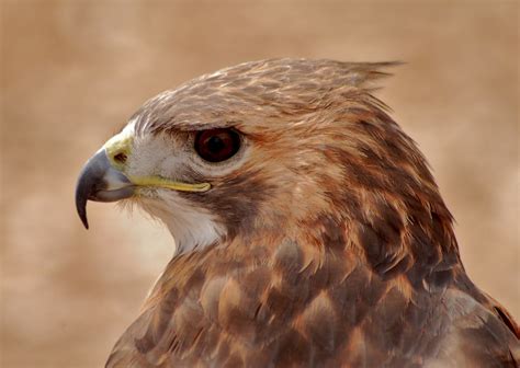 Images Gratuites : la nature, aile, faune, le bec, Naturel, aigle, marron, prédateur, faucon ...