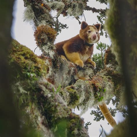 Greetings from the Tree Kangaroo Conservation Program!