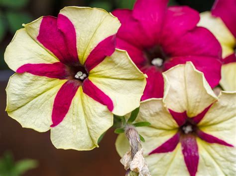 Garden flowers with bold patterns | Back garden | James Petts | Flickr