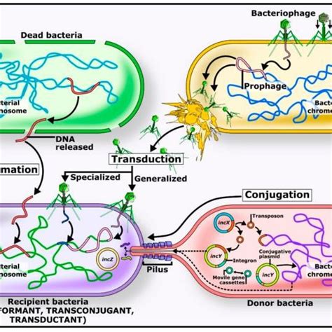 Involved mechanisms in horizontal gene transfer. Transduction,... | Download Scientific Diagram