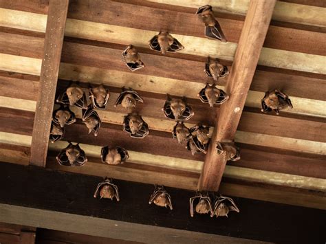 how much to remove bats from attic - rusert