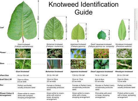 Knotweed Identification | Eradication | Treatment | Removal