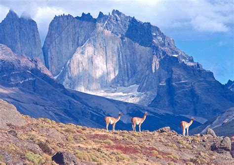 Wildlife in Patagonia | International Travel News