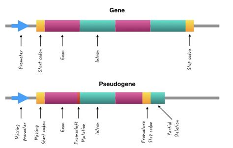 How Different Types of Pseudogenes are Formed? – Genetic Education