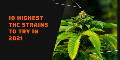 10 Highest THC Strains To Try In 2021