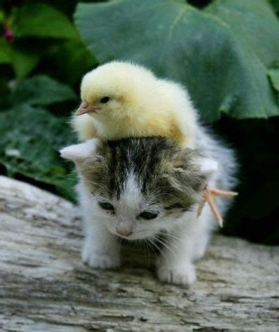 Oddly adorable animal friendships | Unlikely animal friends, Cute ...