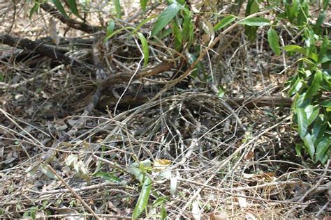 Can You Spot The Snakes Hiding In These Photographs? | IFLScience