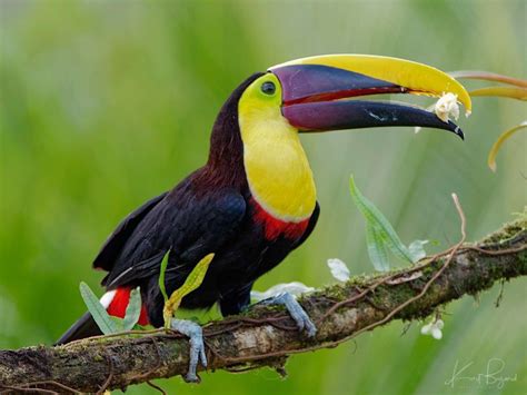 Tropical Toucans in Costa Rica - Travel To Eat | Costa rica, Small ...