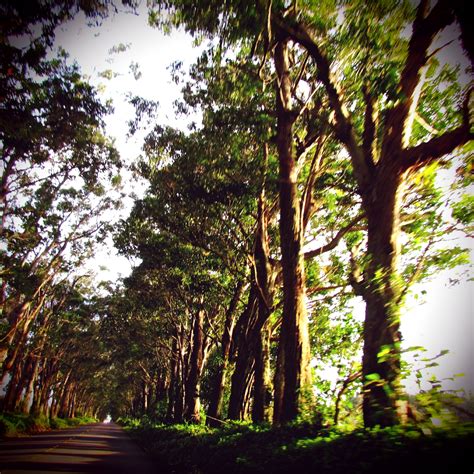 Tunnel of trees - Kauai, Hawaii | Kauai, Tree, The places youll go