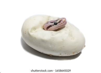 Snakes Hatching: Over 483 Royalty-Free Licensable Stock Photos ...