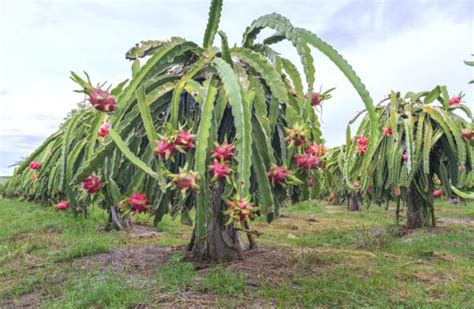 Cómo Plantar PITAYA - Mejores Métodos y Cultivo