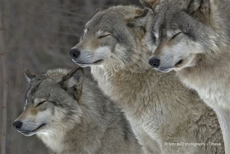 Canadian Timber Wolves - Photorator