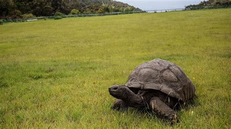 Jonathan the tortoise celebrates his 190th birthday : NPR