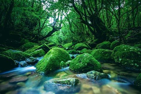 5 Karakteristik Hutan Hujan Iklim Sedang yang Termasuk Jenis Hutan ...