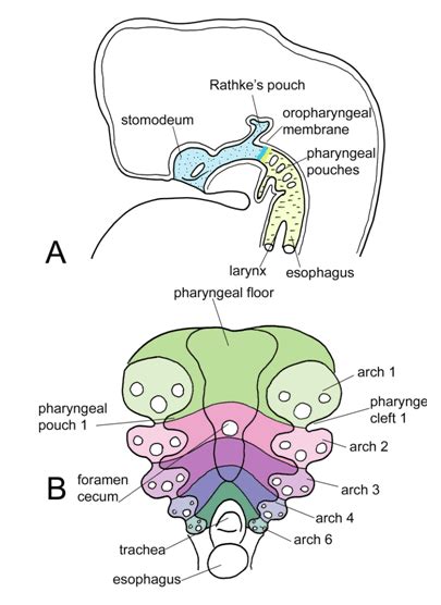 Foramen Cecum Embryology