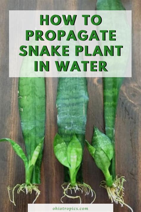 Snake plant propagation – Artofit