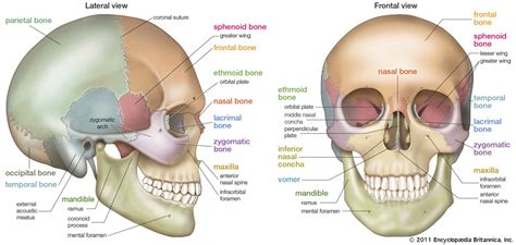 9.6 Skull Anatomy Diagram | Quizlet