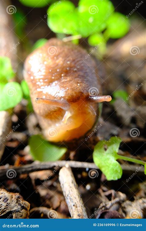 Common Garden Slug stock photo. Image of outdoor, leaves - 236169996