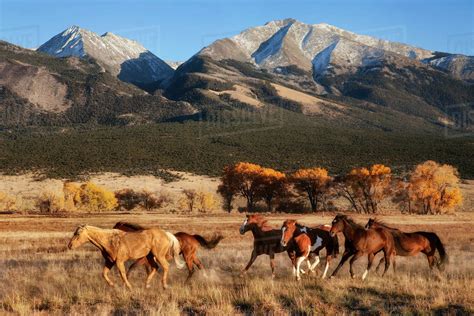 A group of horses running in a meadow in fall with a mountain backdrop at the Nature Conservancy ...