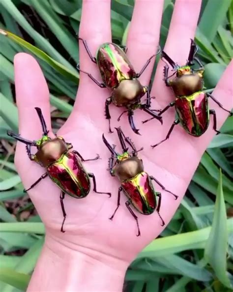 The Rainbow Stag Beetle is the largest species of stag beetle in ...