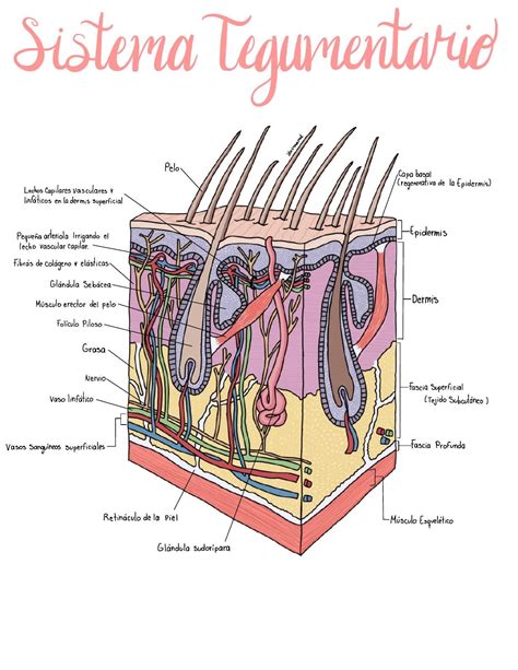 Pin en Anatomía humana