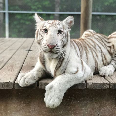 Royal White Bengal Tiger – Zoological Wildlife Foundation