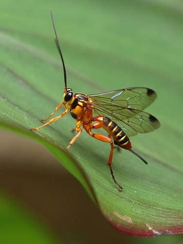 Ichneumon Wasp | A ichneumon wasp, probably Xanthopimpla sp.… | Flickr