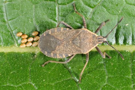 Don’t let sap-sucking squash bugs get old - Indiana Yard and Garden ...