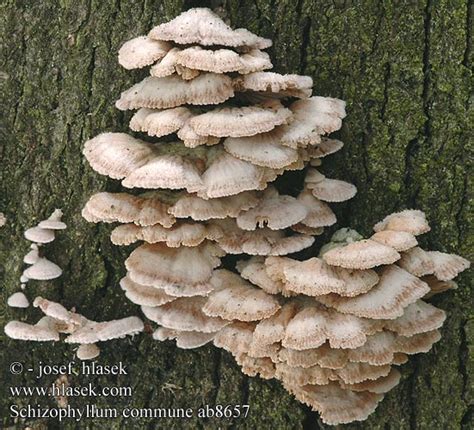 Schizophyllum commune