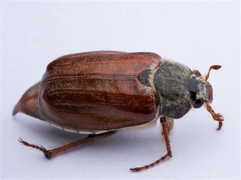 June Beetle Control: How To Get Rid Of June Bugs