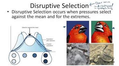 Type of Selection: Disruptive, Directional, Stabilizing, and Artificial ...