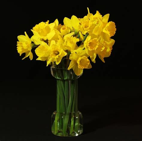 Daffodil Arrangements and Bouquet Ideas